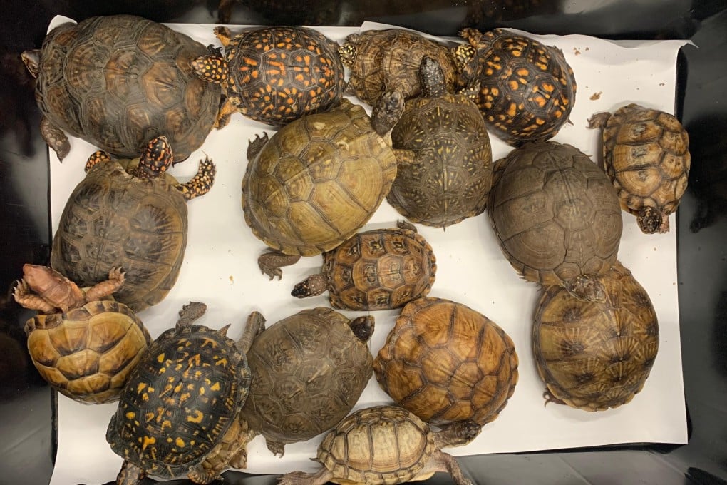 Live turtles seized in Hong Kong during the arrest of an air passenger from Tokyo. Photo: SCMP