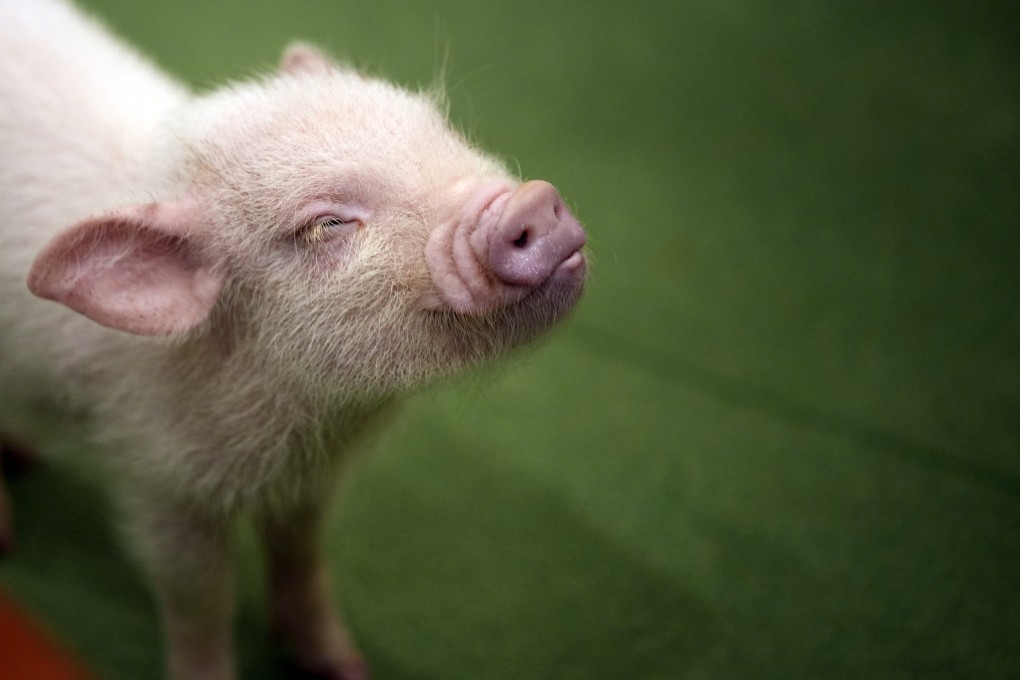 A micro pig at a Mipig Cafe in Tokyo. Photo: AP