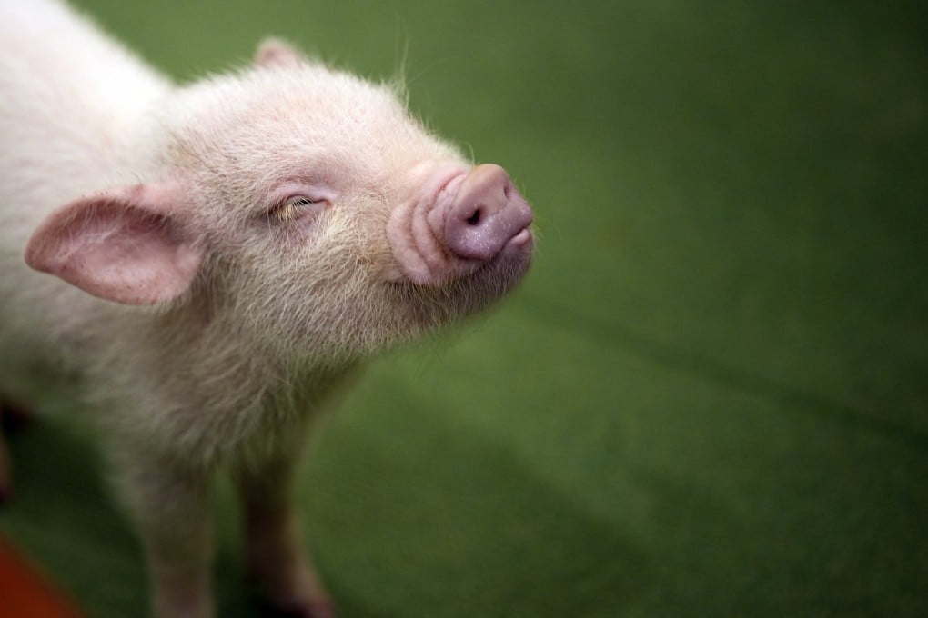 A micro pig at a Mipig Cafe in Tokyo. Photo: AP
