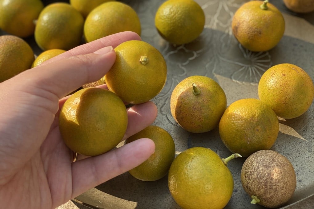 Kumquats, a common sight at Lunar New Year, come in different shapes and shades. Hong Kong-based preserves maker Jacqueline Ng uses round ones (above) from trees planted by her grandmother to make marmalade and jam. Fine-dining chefs incorporate kumquats in dishes too. Photo: Jacqueline Ng