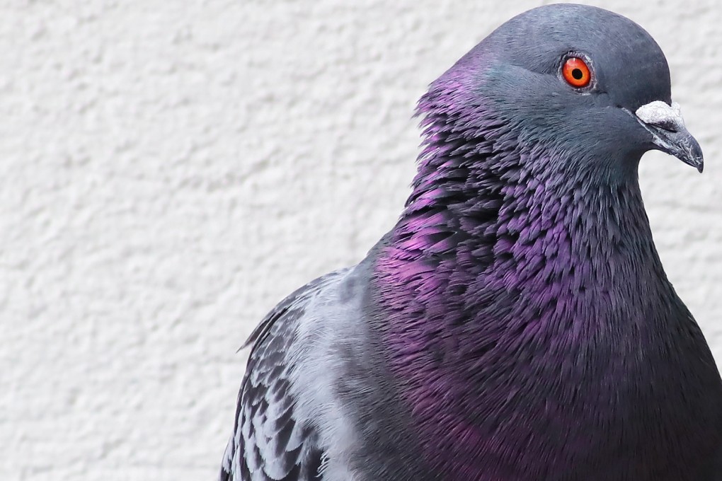 The pigeon is the latest of several detained by Indian authorities on suspicion of espionage. Photo: Shutterstock