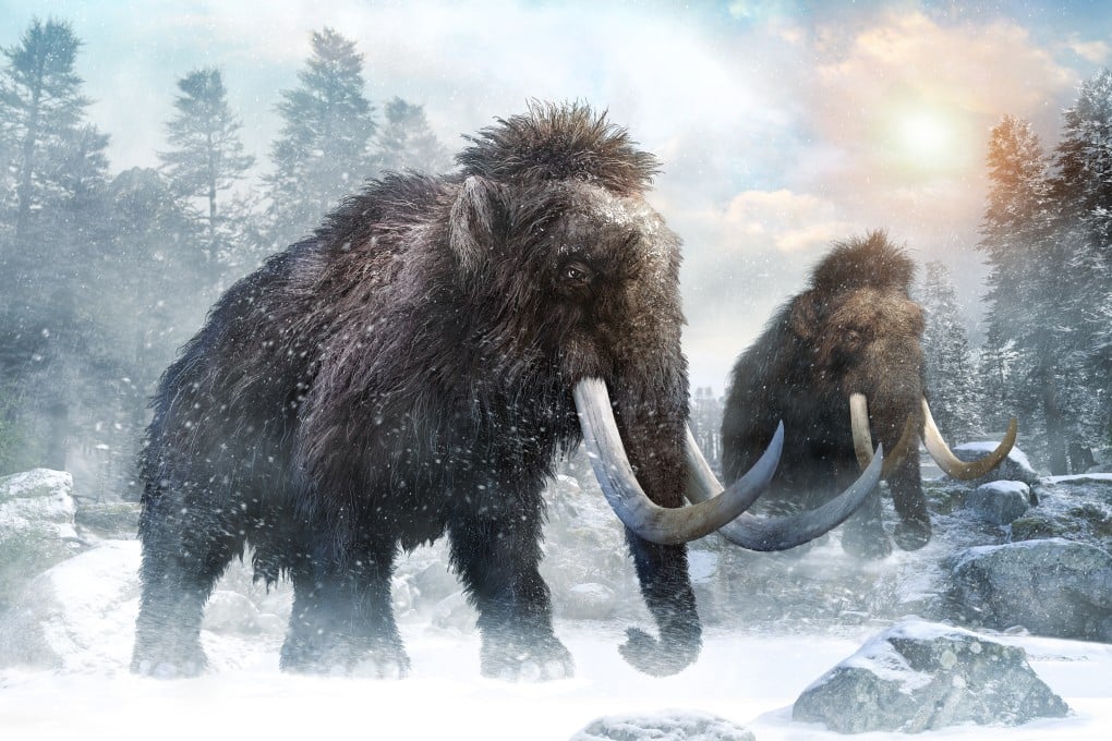 Scientists hope to learn how different types of mammoths evolved over time using their fossils. Photo: Shutterstock