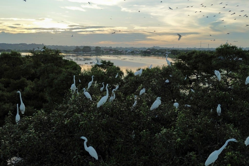 Egrets perch on mangroves in Lhokseumawe, Aceh Province, Indonesia. Indonesia is home to over a third of the world’s mangroves. Photo: Xinhua