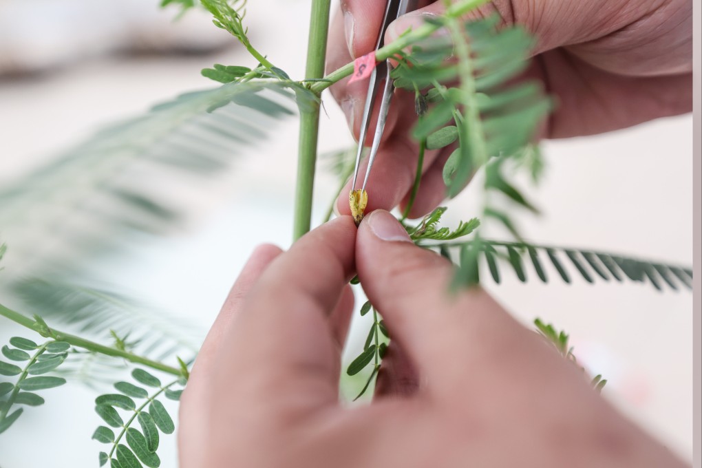 China is seen to still lags behind major seed giants such as the US and Germany, which have formed complete industry chains spanning from seed cultivation to sales. Photo: Xinhua