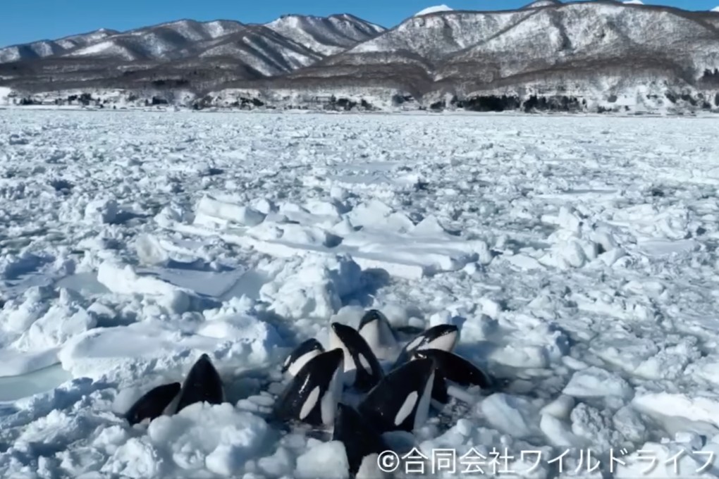 The fate of a pod of orcas was hanging in the balance on Tuesday. Photo: Facebook/合同会社ワイルドライフプロ