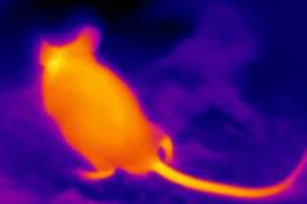 Images captured by the city’s new ratbuster thermal imaging cameras. Photo: Handout