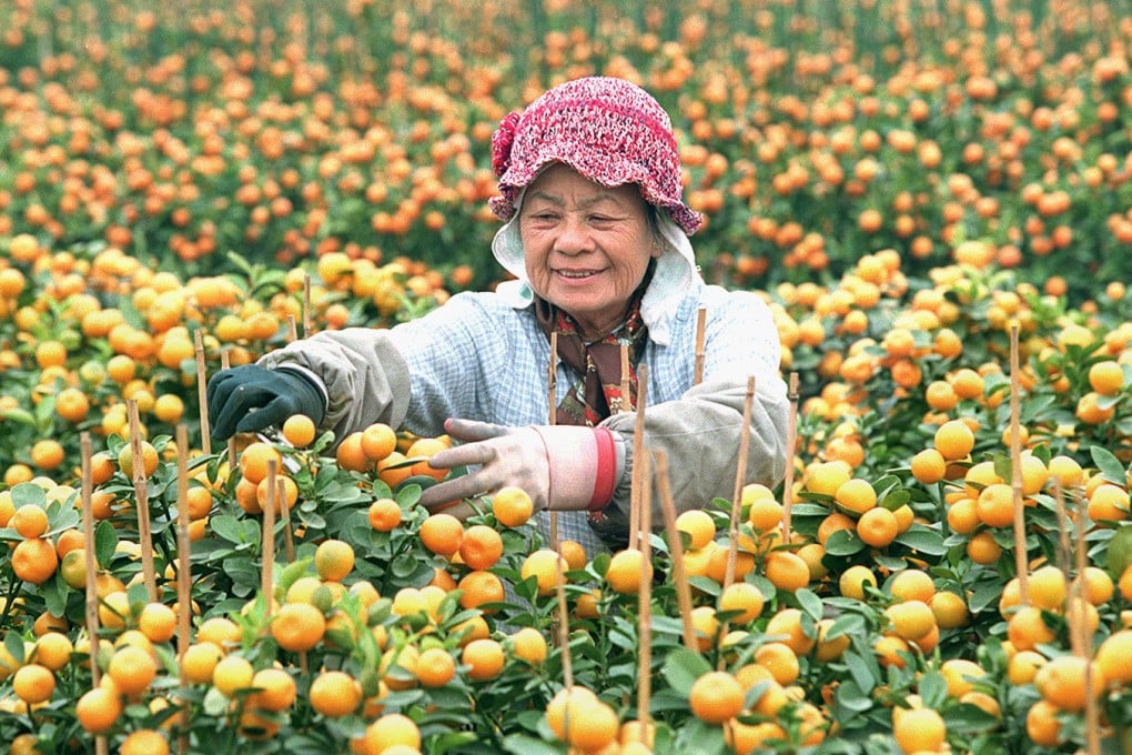 A Lunar New Year tangerine farm in Tai Po, Hong Kong. Tangerines and kumquats are ubiquitous over the holiday in Hong Kong because their names in Cantonese include words that sound like those for “gold” and “luck”. Photo: SCMP