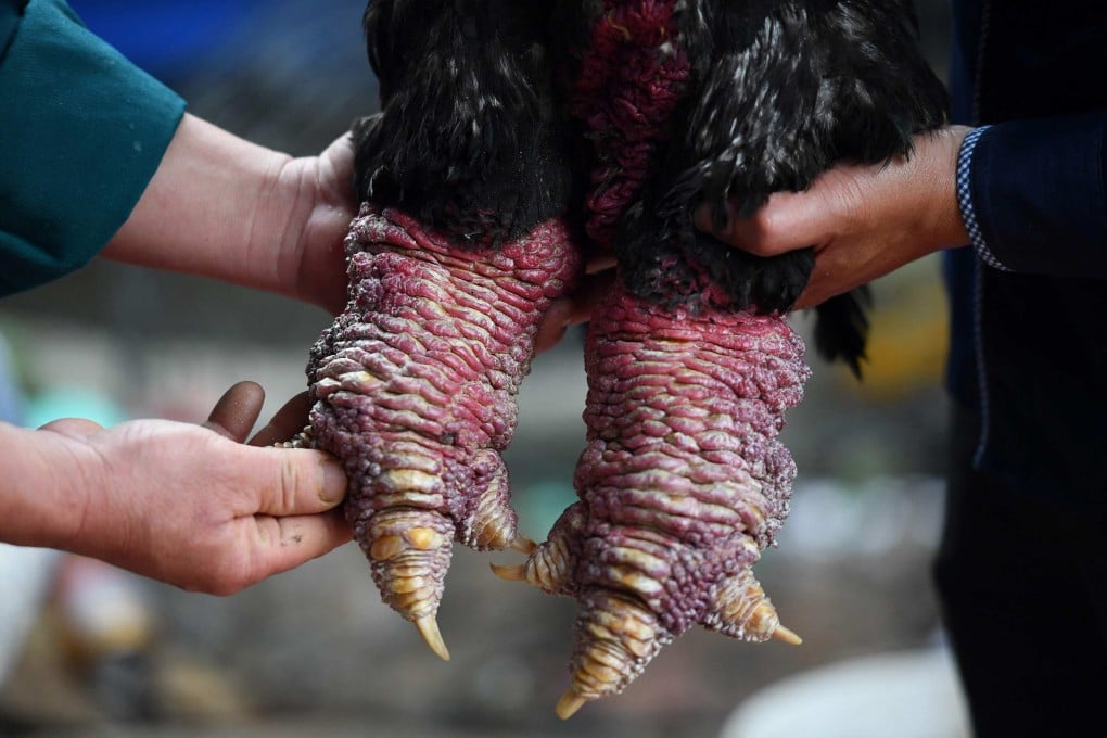 The lumpy legs of the Dong Tao chicken - named after the commune where they’re bred in northern Vietnam - are a particularly popular dish among the wealthy during Lunar New Year, known as Tet. Photo: AFP