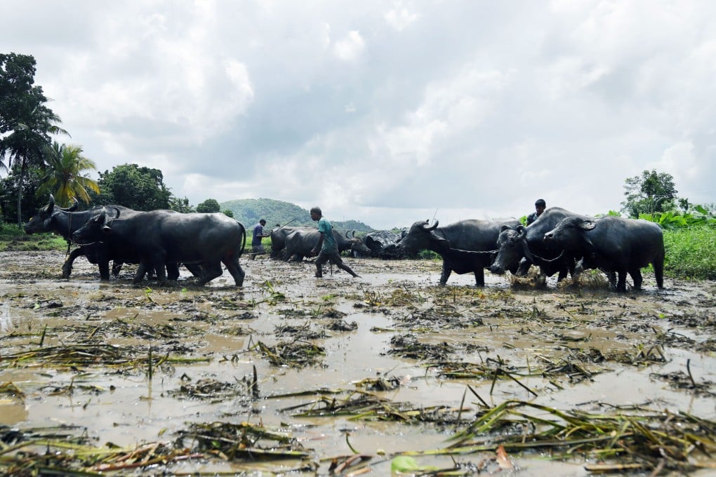 Farmers and buffalo work in paddy fields during the paddy cultivation season in Kaduwela, the suburbs of Colombo, Sri Lanka. Photo: Xinhua