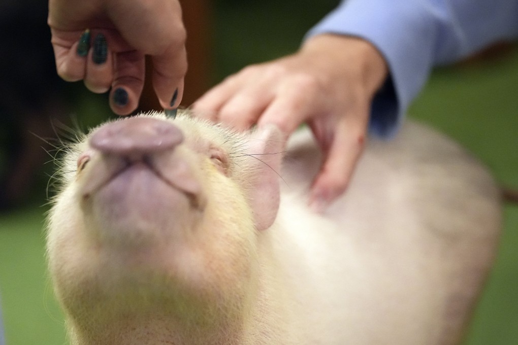 The Mipig Café in fashionable Harajuku is among 10 pig cafés that have opened around Japan. Photo: AP