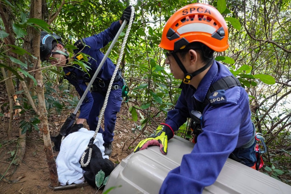 An SPCA rescue team helps free a dog caught in an illegal animal trap on the slope of Shing Mun Reservoir. Photo: Elson Li