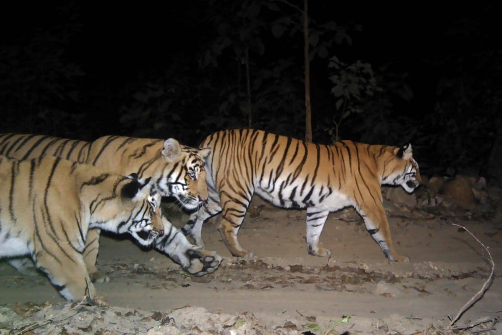 Bengal tigers in the Bardia National Park, some 500km southwest of Nepal’s capital Kathmandu. Photo: AFP