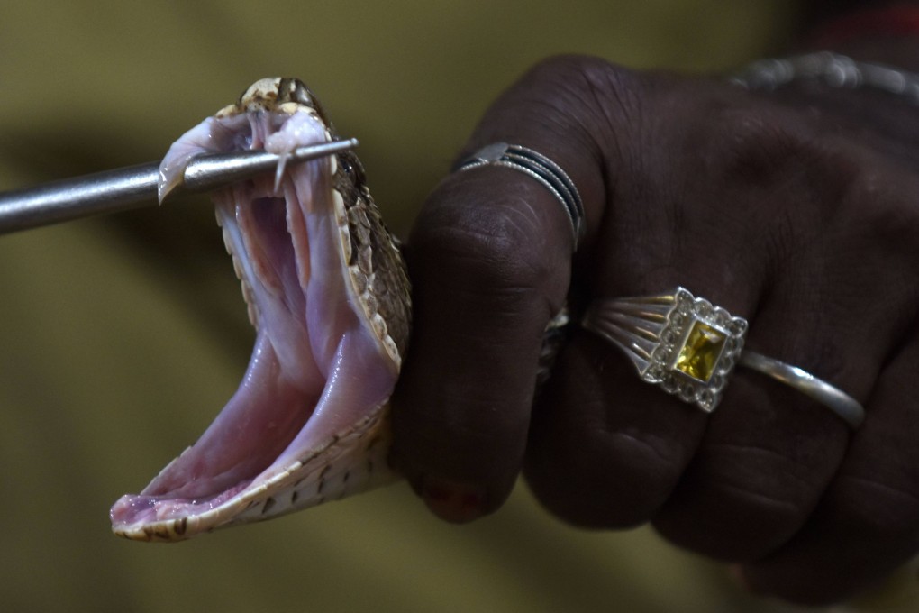 An Indian snake-catcher displays the fangs of a Russell’s Viper at a venom extraction centre on the outskirts of Chennai. Photo: AFP