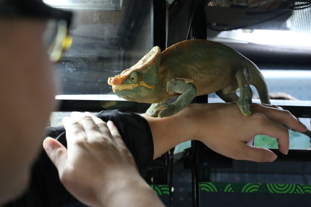 Reptiles such as chamelons, here at Mong Kok store FishManShop, could be bought as Year of the Dragon pets, but handed into animal care charities after the novelty wears off. Photo: Xiaomei Chen