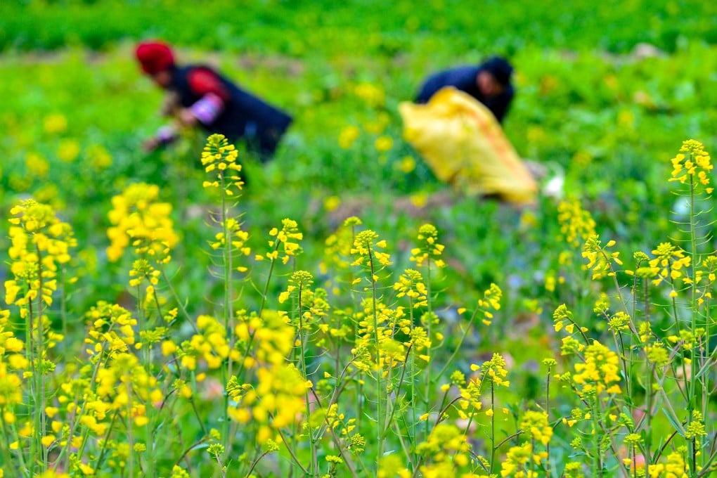 A Chinese team reports an “extremely simplified method for genetic transformation and gene editing” that they hope will significantly lower the threshold for gene editing and increase its efficiency. Photo: Xinhua