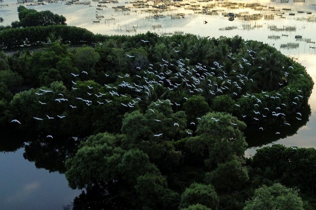 Egrets fly over mangroves in Lhokseumawe, Aceh Province, in Indonesia, on January 10. About 20 per cent of the world’s mangrove forests are located in Indonesia. Photo: Xinhua