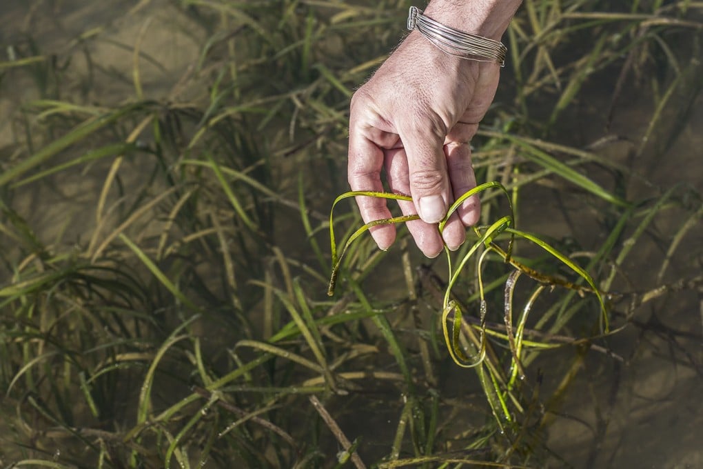 Zostera marina, or eelgrass, is a seagrass growing in saltwater that produces nutrient-packed grains and has the potential to be the world’s most sustainable supercrop, says Spanish chef Ángel León, whose Aponiente restaurant has three Michelin stars and who has spent 15 years developing novel natural foods. Photo: Ángel León