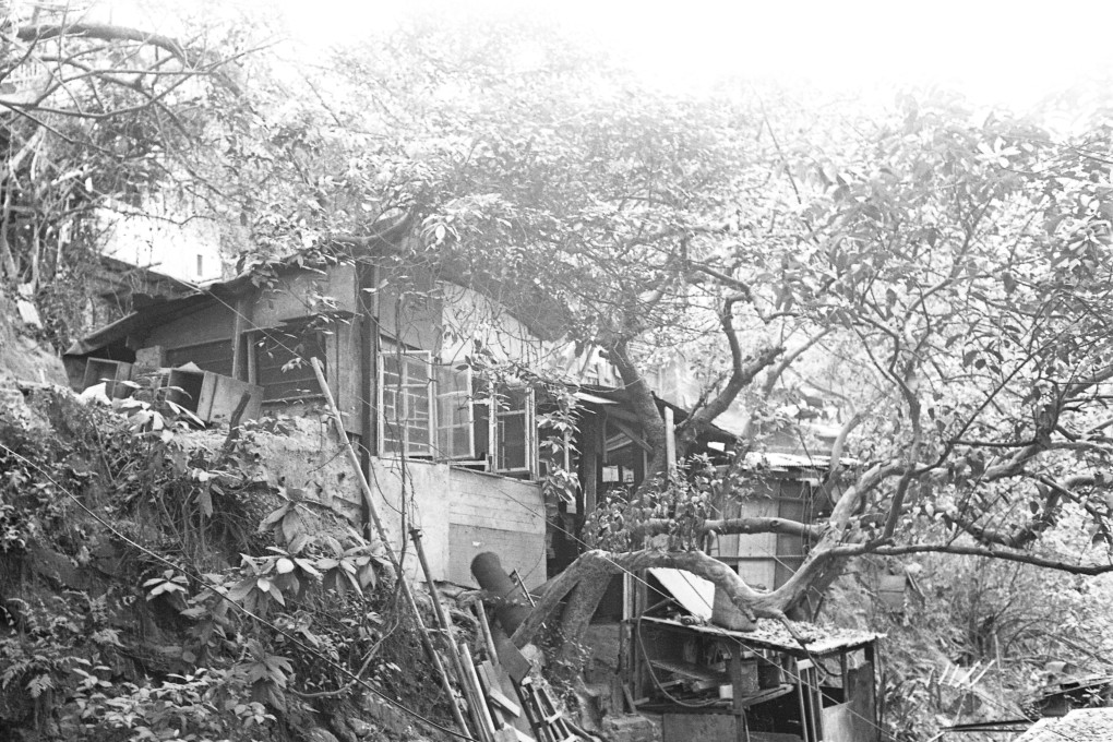 Squatter huts alongside Mount Parker Road in Quarry Bay in 1977. A legacy of such squatter areas in Hong Kong that were cleared but not concreted over for public housing is the trees and plants settlers left behind when they were moved out. Photo: SCMP