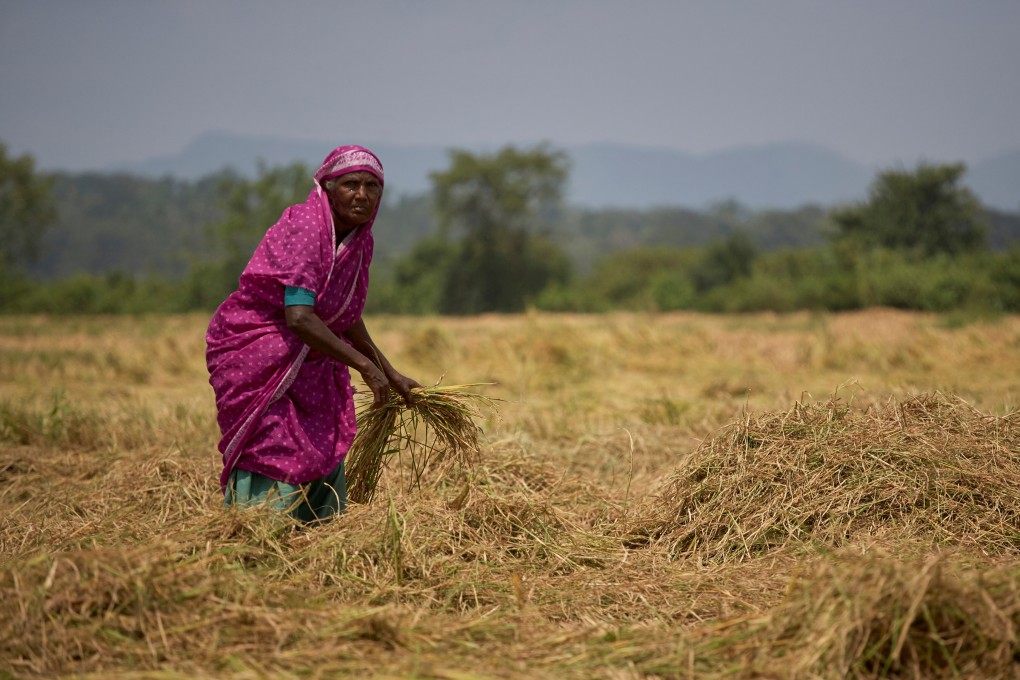 A woman works at a paddy field in Ampara, Sri Lanka, on March 15, 2010. Photo: Shutterstock