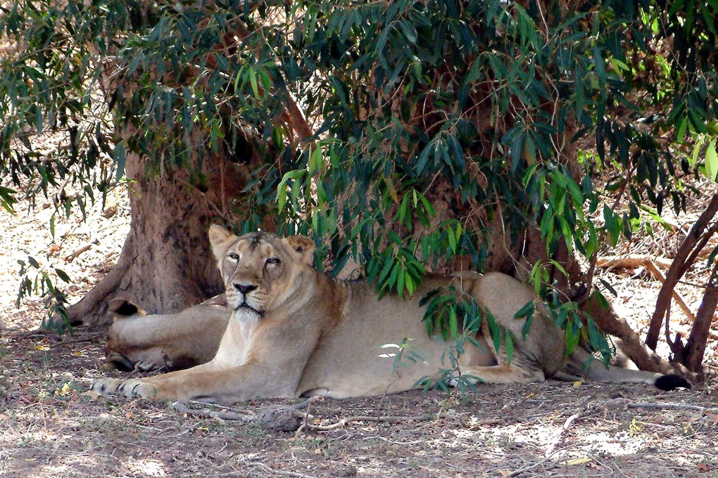 A lioness sits by a tree at the Gir National Park, in the state of Gujarat, India in 2004. Photo: AP