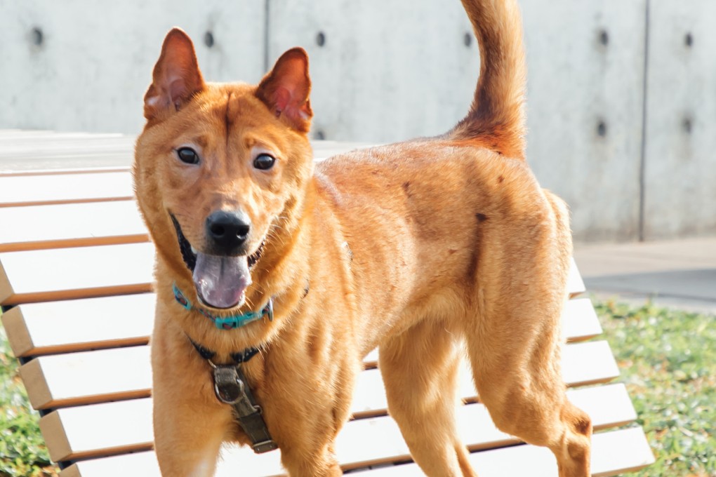 In Hong Kong, the Society for the Prevention of Cruelty to Animals has launched a dating app that allows users to swipe profiles of rescue animals – just as people looking for mates do on Tinder. Photo: SPCA