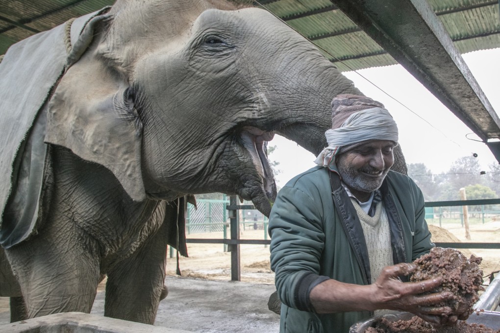 Suzy, a 72-year-old elephant who is toothless and blind, gets ready to receive a meal from Babulal, a former mahout (elephant driver), at the Elephant Conservation and Care Centre in Mathura, India. Photo: Siddharth Khandelwal