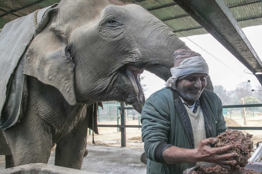 Suzy, a 72-year-old elephant who is toothless and blind, gets ready to receive a meal from Babulal, a former mahout (elephant driver), at the Elephant Conservation and Care Centre in Mathura, India. Photo: Siddharth Khandelwal