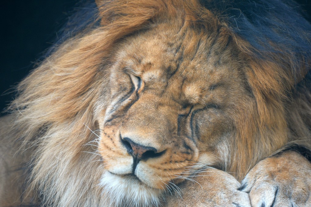 A lion rests at a zoo in the Czech Republic. Hindu hardliners have slammed a zoo in India’s West Bengal state for putting a lioness named after a Hindu deity in the same enclosure as a lion that shares its name with a Muslim emperor. Photo: Slavek Ruta/ZUMA Press Wire/dpa