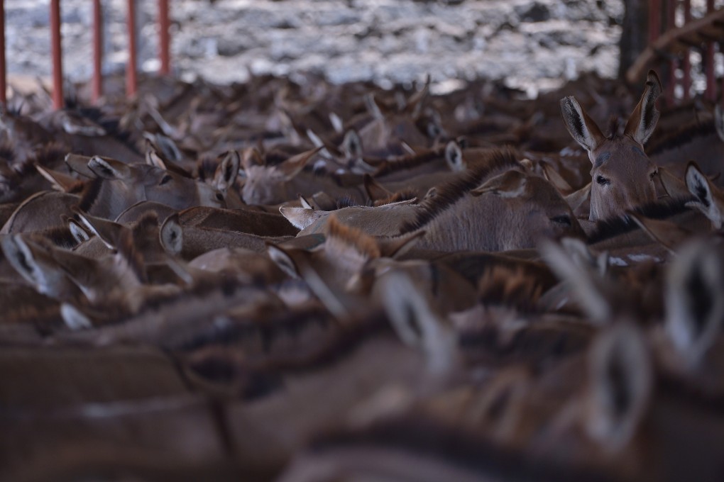 Gelatin extracted from the hides of slaughtered donkeys is used as an anti-ageing treatment in China. Photo: AFP