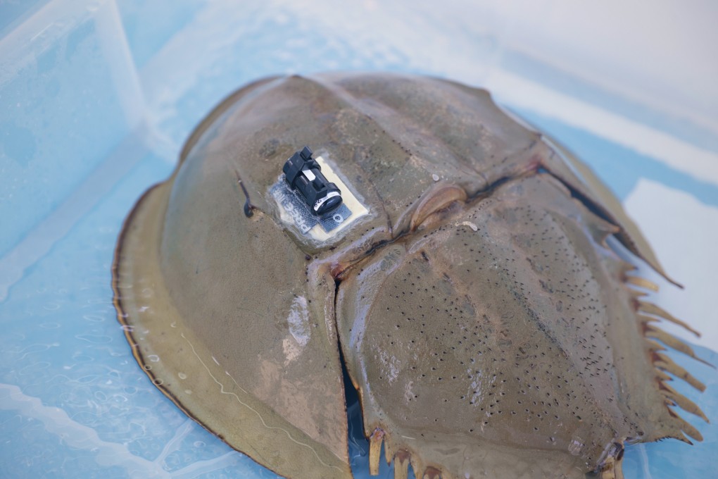 One of the tagged horseshoe crabs, which conservationists will observe to help conserve the species better. Photo: Handout
