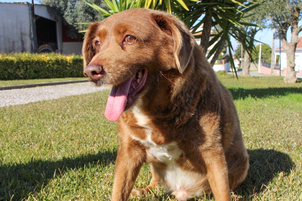 Guinness World Records says Bobi is no longer considered the ‘world’s oldest dog’, because his owner has no ‘evidence’ to prove the claim. Photo: Reuters