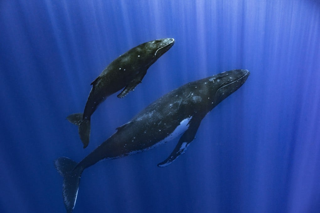 A humpback whale and her calf are seem in Papeete, French Polynesia, in September 2022. Humpbacks are known to compose elaborate songs that travel across oceans and whale pods. Photo: Samuel Lam via AP