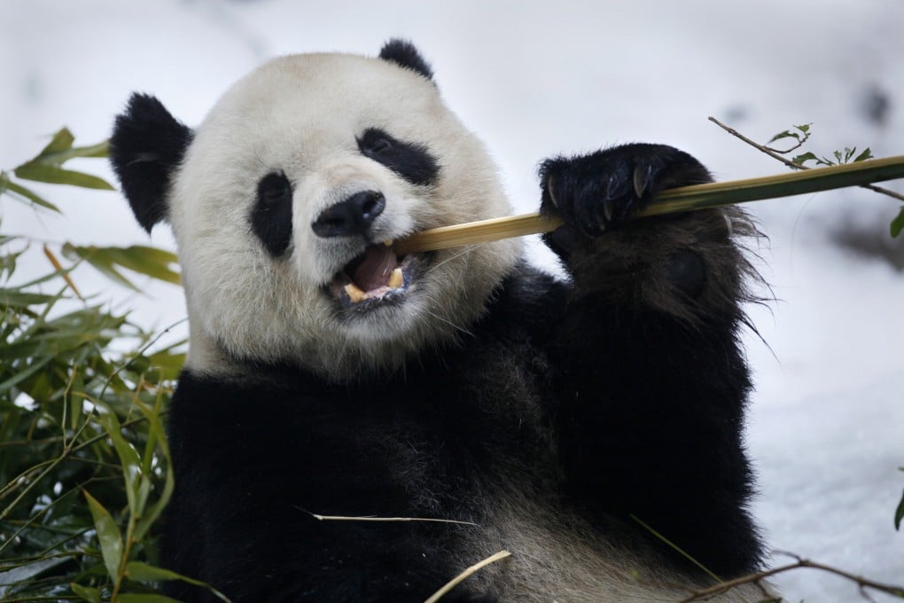 Gao Gao, a former resident of the San Diego Zoo, returned to China in 2018. Photo: San Diego Union-Tribune/TNS