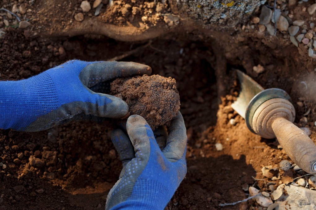 Farmer Alberto Salvador Chiva picks a truffle from the soil after his sniffer dog Lina detected it underground at a truffle plantation in Sarrion, Gudar-Javalambre district, Teruel province, Spain. Photo: Getty Images