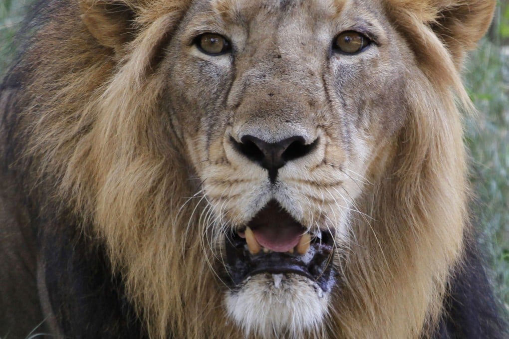An Indian court has asked authorities to rename a pair of lions, to ‘avoid unnecessary controversy’. The pair are named after a Hindu goddess, and a Muslim emperor. Photo: AP