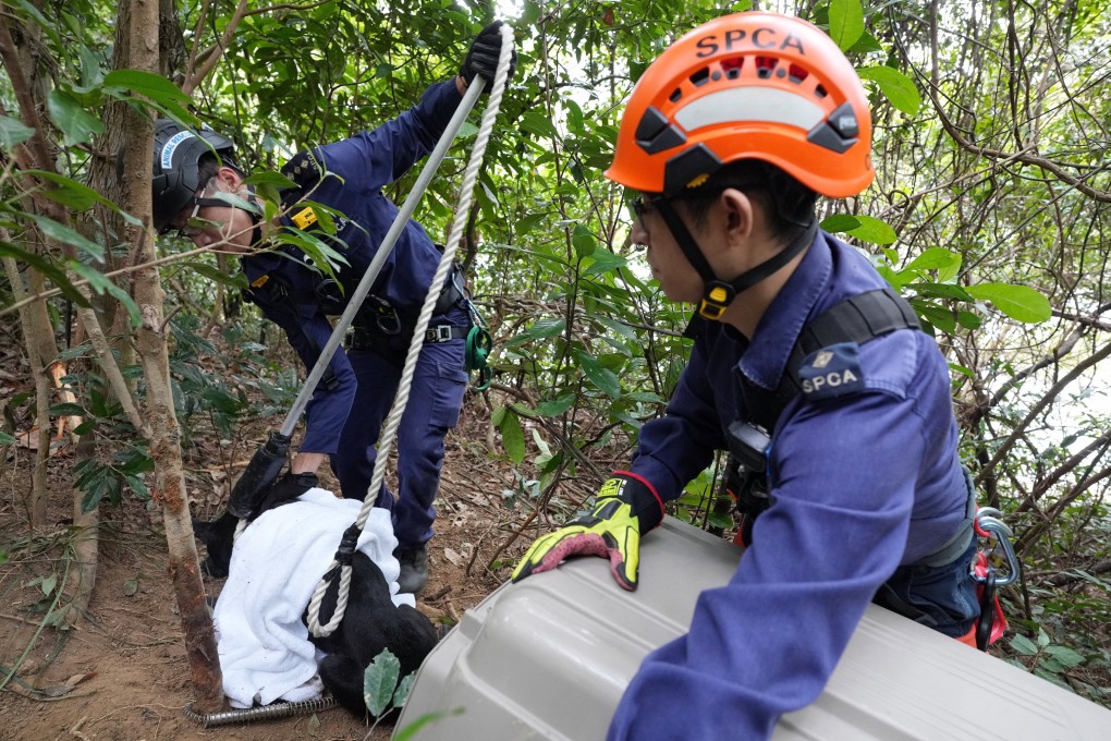 An SPCA team works to rescue a dog caught in a trap at Shing Mun reservoir. Poachers target foxes, porcupines and wild boars, but traps endanger animals generally. Photo: Elson Li