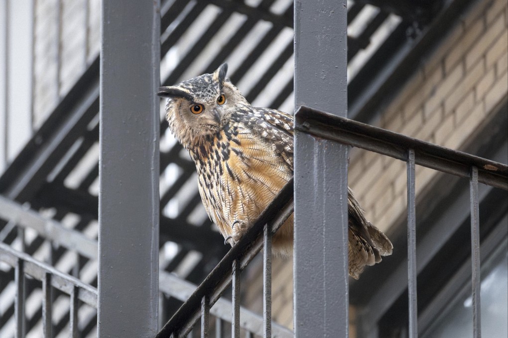 Flaco the owl is seen in New York in January. Photo: David Lei via AP