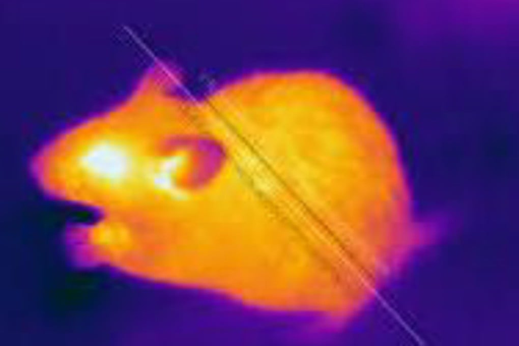 Images captured by Hong Kong’s new ratbuster thermal imaging cameras. Photo: Handout