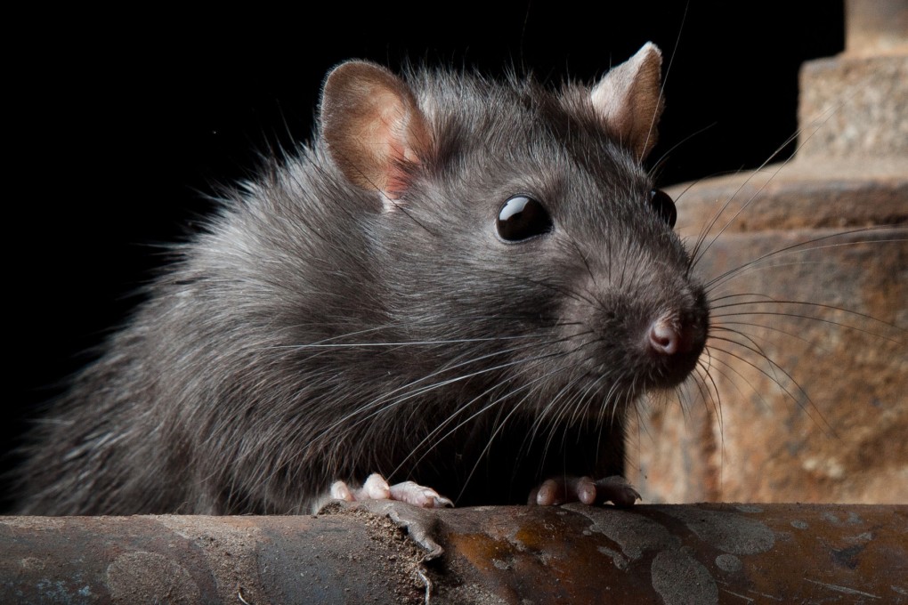 Officials said the plane had to remain grounded until the rat had been found. It eventually turned up dead. Photo: Shutterstock