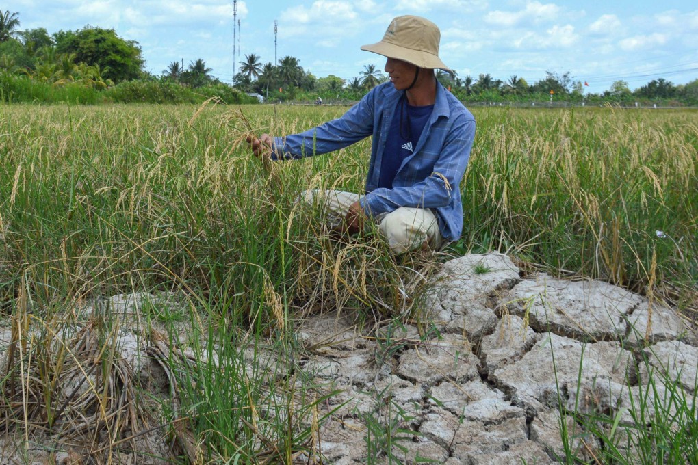 A farmer looking at his crop in a dry rice field in southern Vietnam’s Ca Mau province, amid a long heatwave. Photo: AFP
