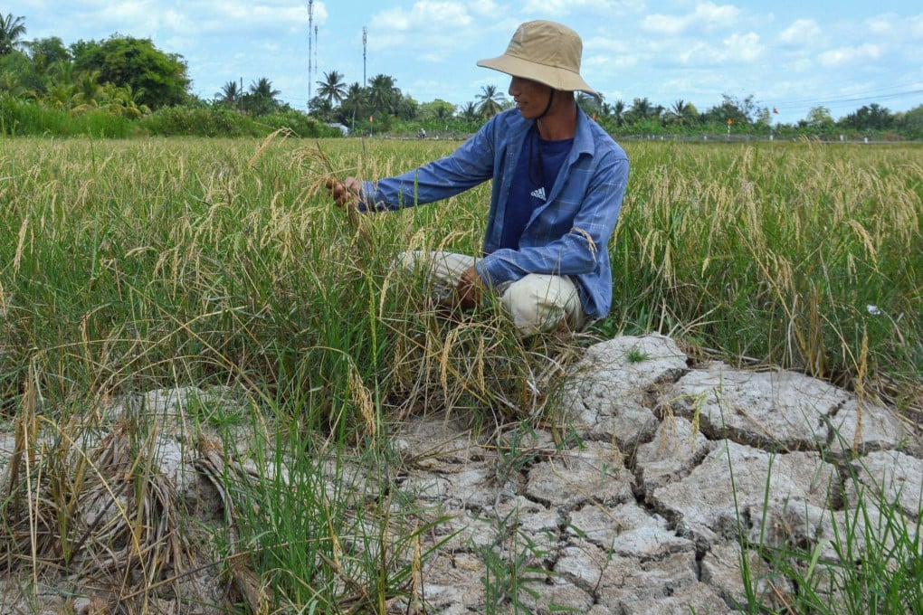 A farmer looking at his crop in a dry rice field in southern Vietnam’s Ca Mau province, amid a long heatwave. Photo: AFP
