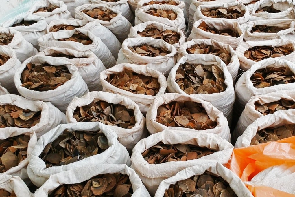 More than 57 tonnes of pangolin scales and carcasses have been seized in Hong Kong in recent years. Photo: Paul Hilton / Earth Tree Images