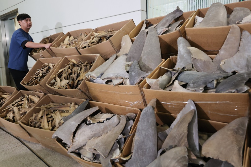 Customs displays some of the dried shark fins. Samples tested by authorities confirmed they were from endangered species. Photo: Jelly Tse