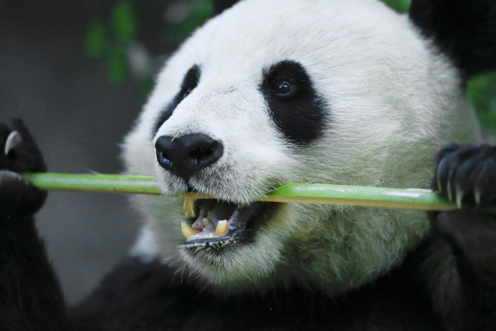 China has resumed its use of panda diplomacy in the US and Europe. Photo: Los Angeles Times/TNS
