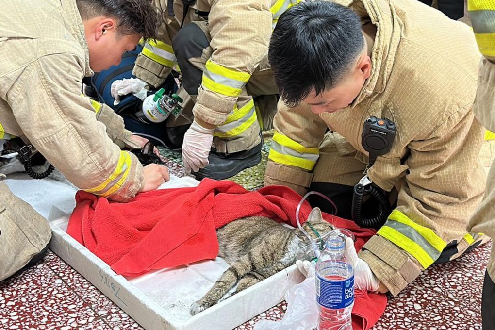 Firefighters use oxygen masked on cats saved from the fire at a flat in Hong Kong. Photo: Facebook/hkanimalpost