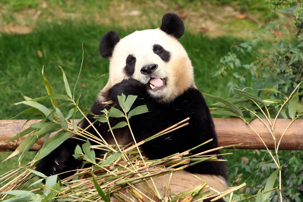 Giant panda Fu Bao eats bamboo at South Korea’s Everland park on Sunday.  Photo: EPA-EFE