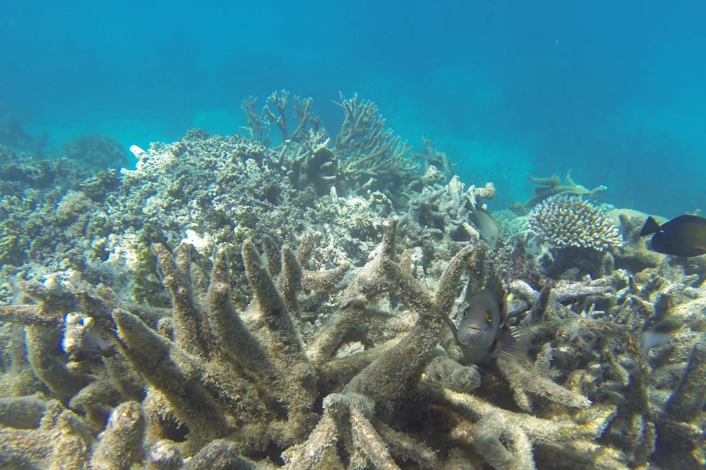 Coral bleaching on the Great Barrier Reef. Photo: Shutterstock