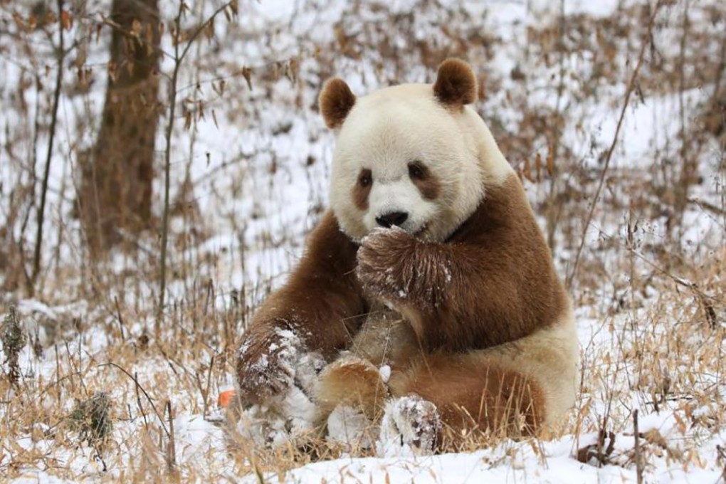 Qizai, who was found in the wild as a cub, is the world’s only brown panda living in captivity. Photo: Weibo / CCTV