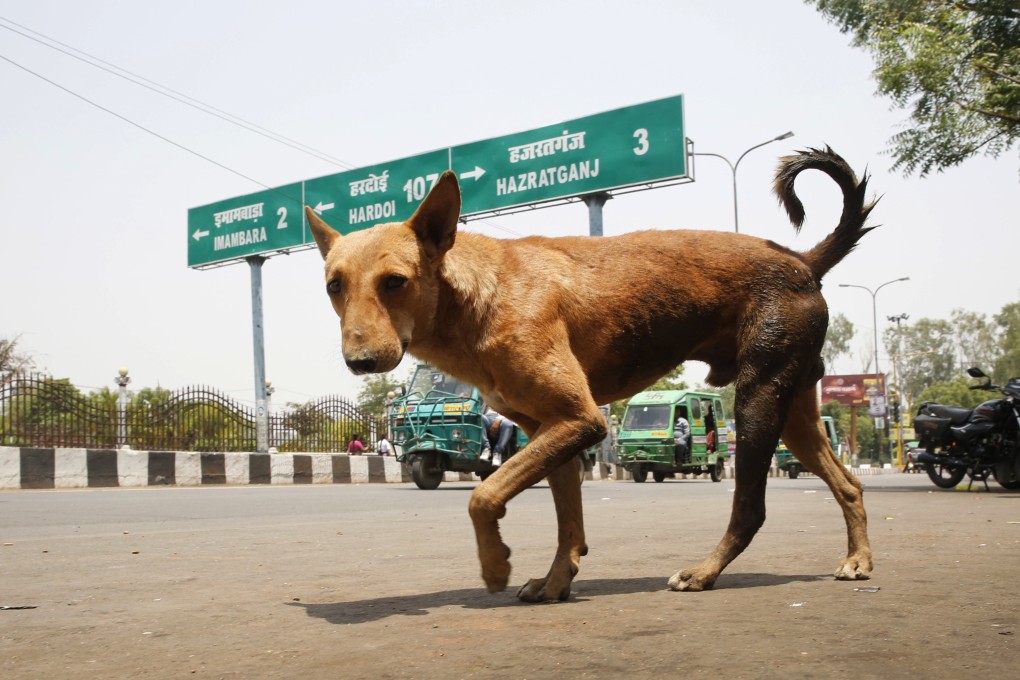 A stray dog walks on a road in Lucknow, in the northern Indian state of Uttar Pradesh. Photo: AP