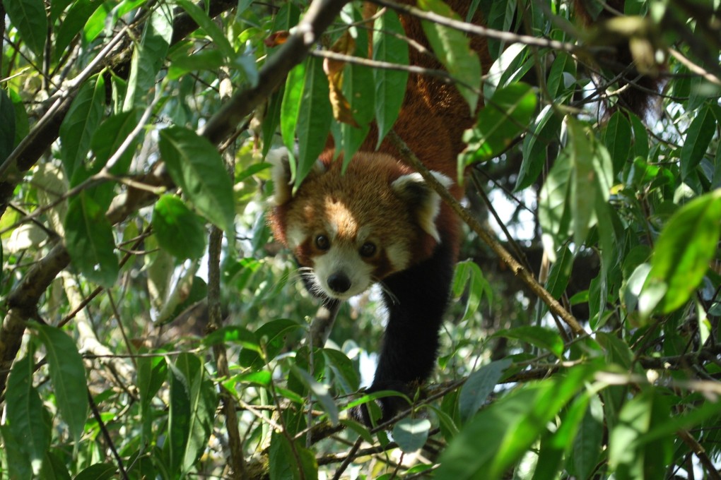 A red panda seen at Choyatar Community Forest, Jamuna Village Development Committee, Ilam. In Nepal, there are around 1,000 red pandas living in 24 of the country’s 77 districts, mostly in the eastern and western regions. Photo: Sonam Tashi Lama